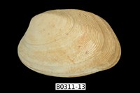 藏品(蝴蝶錦蛤)的圖片